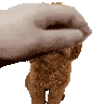 pet animated emoji effect